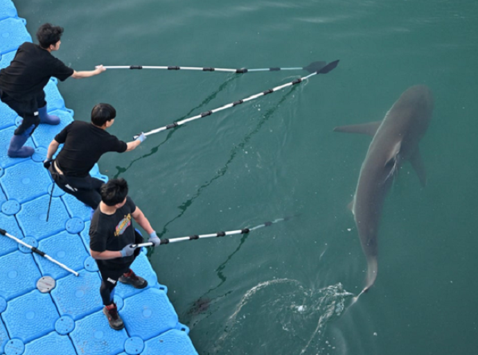Shark trapped in South Korean canal now heads free to the open sea